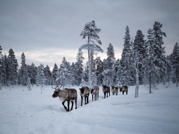 Northern Lights family vacation in Finland