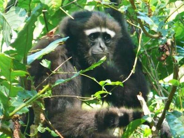 Bangladesh wildlife vacation