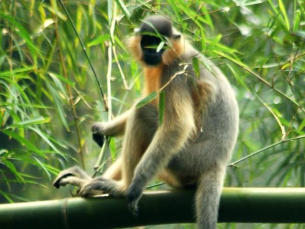 Bangladesh wildlife vacation