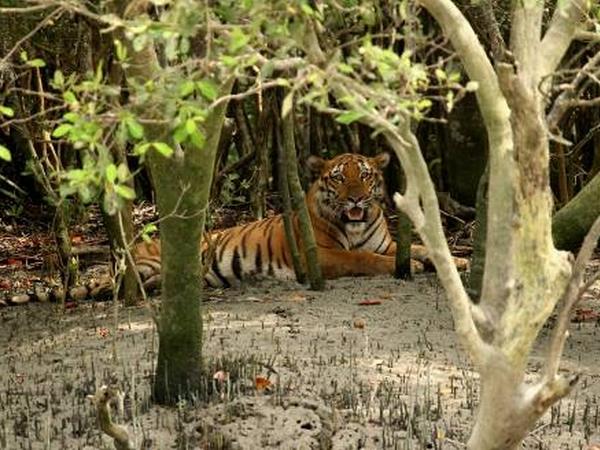 Bangladesh wildlife vacation