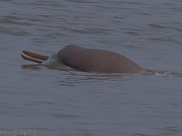 Bangladesh wildlife vacation