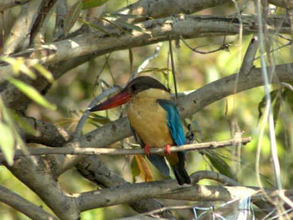 Bangladesh wildlife vacation