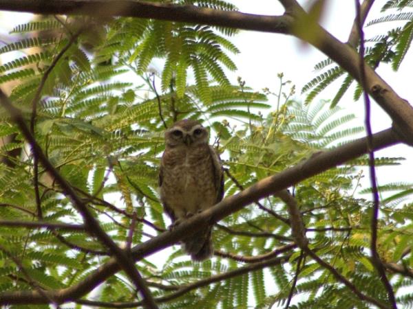 Bangladesh wildlife vacation