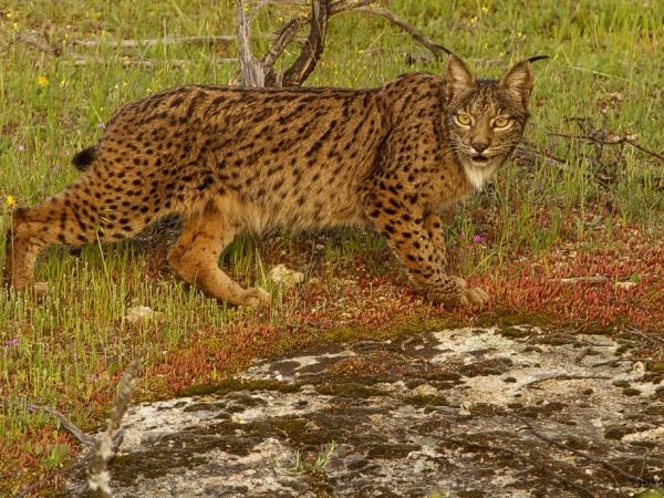 Iberian Lynx watching holiday in Spain