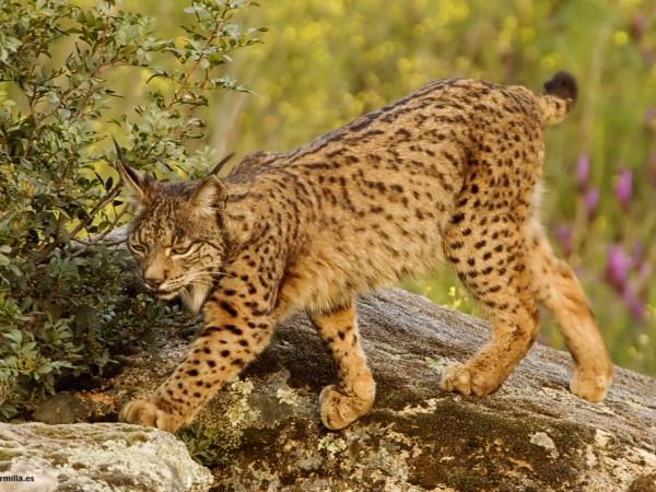 Iberian Lynx watching holiday in Spain