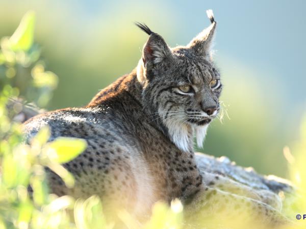 Iberian Lynx watching holiday in Spain