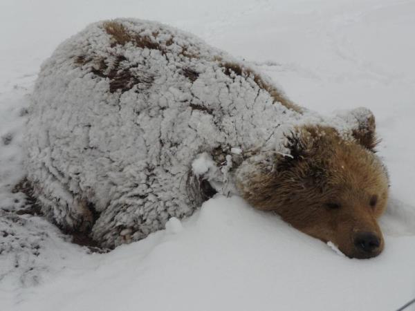 Volunteering with bears in Romania