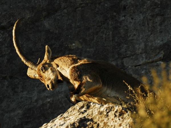 Iberian Lynx watching holiday in Spain