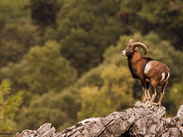 Iberian Lynx watching holiday in Spain