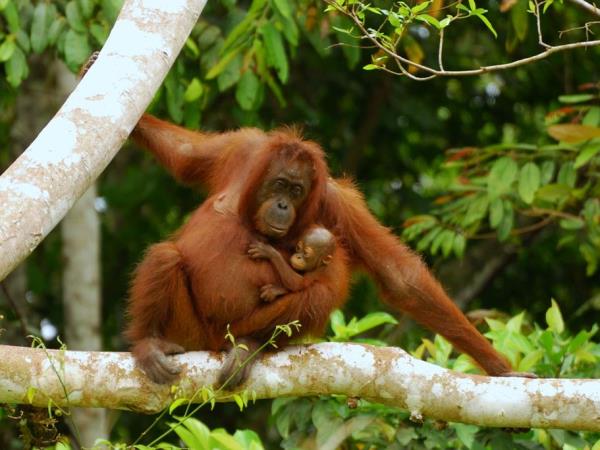 Wildlife conservation in Borneo