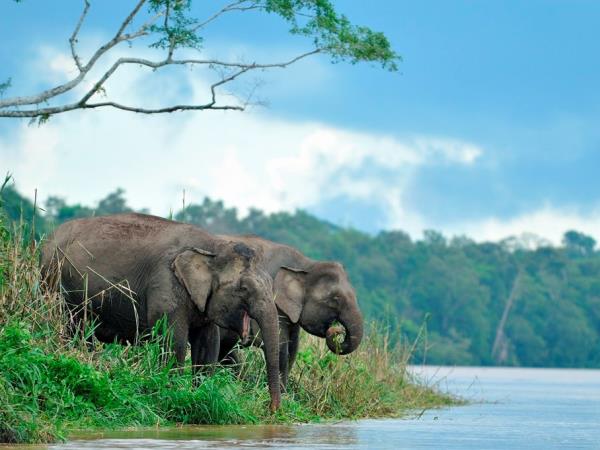 Wildlife conservation in Borneo