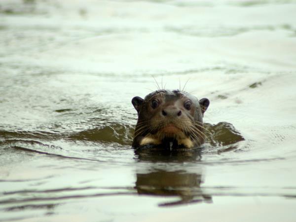 Jaguar watching safari of the Pantanal, Brazil