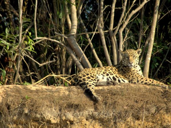 Jaguar watching safari of the Pantanal, Brazil