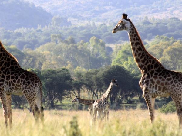 Veterinary internship in South Africa