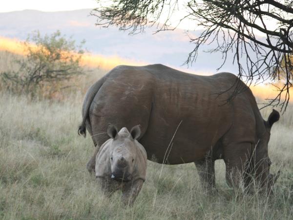 Veterinary internship in South Africa