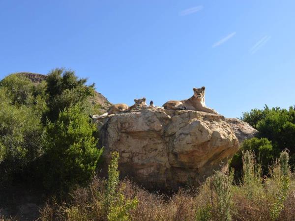 Volunteer at a lion sanctuary in South Africa