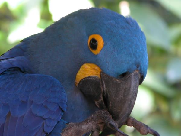 Brazil wildlife vacation, tailor made