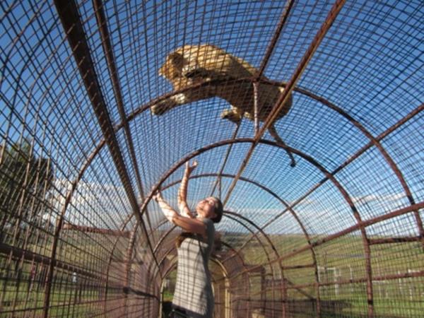 Volunteer at a lion sanctuary in South Africa