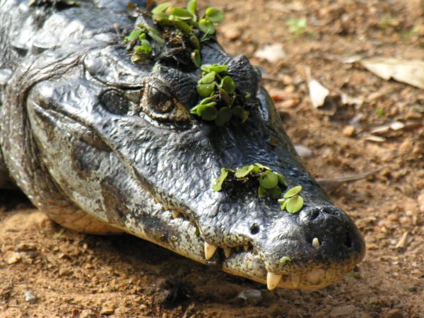 Brazil wildlife vacation, tailor made