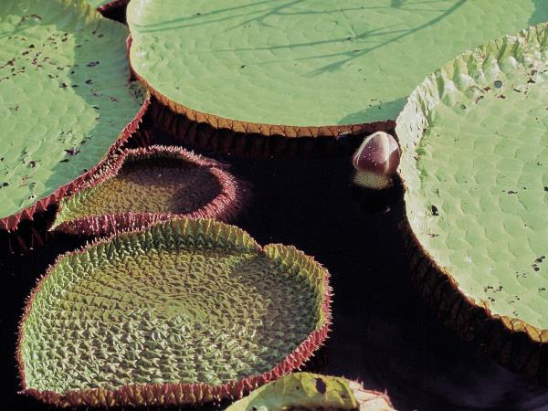 Brazil wildlife vacation, tailor made
