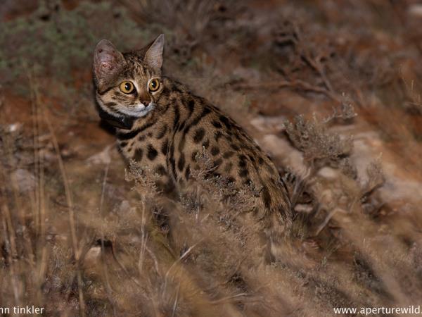 Kalahari mammal watching holiday, South Africa