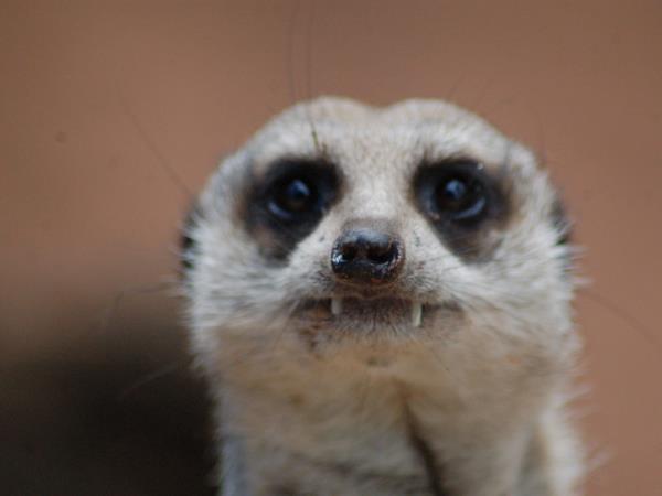 Kalahari mammal watching holiday, South Africa