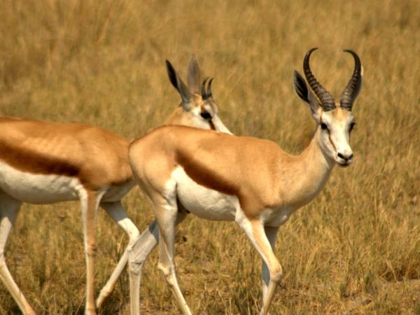 Kalahari mammal watching holiday, South Africa