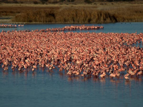 Kalahari mammal watching holiday, South Africa
