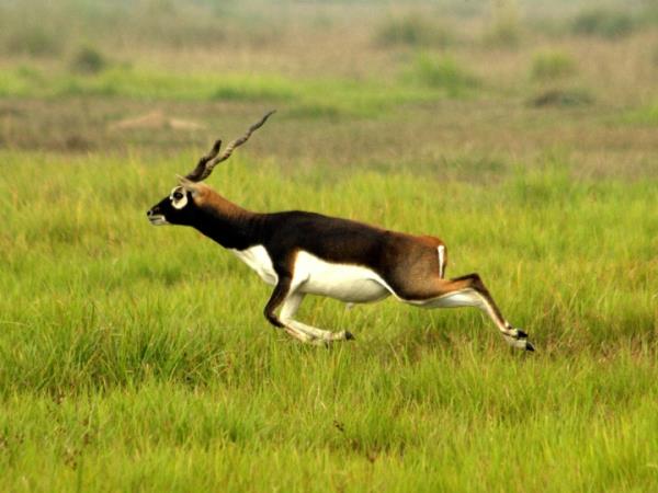 Nepal Tiger Safari holiday