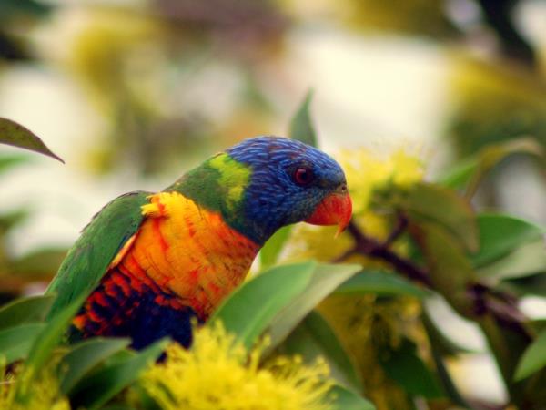 Queensland Rainforests & Great Barrier Reef wildlife holiday