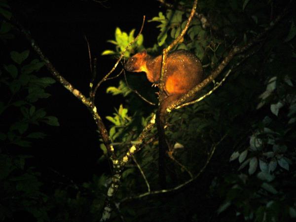 Queensland Rainforests & Great Barrier Reef wildlife holiday
