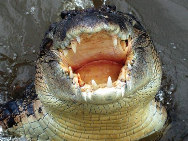 Queensland Rainforests & Great Barrier Reef wildlife holiday