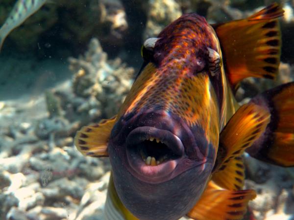 Queensland Rainforests & Great Barrier Reef wildlife holiday