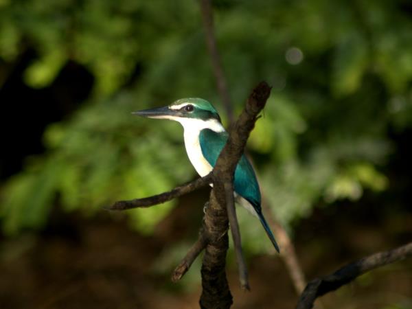 Queensland Rainforests & Great Barrier Reef wildlife holiday