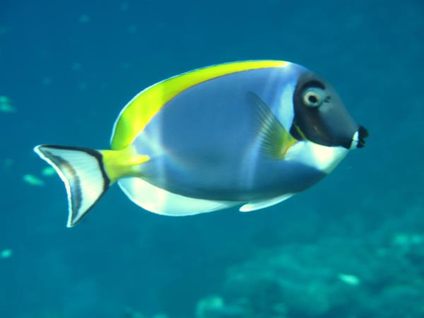 Queensland Rainforests & Great Barrier Reef wildlife holiday