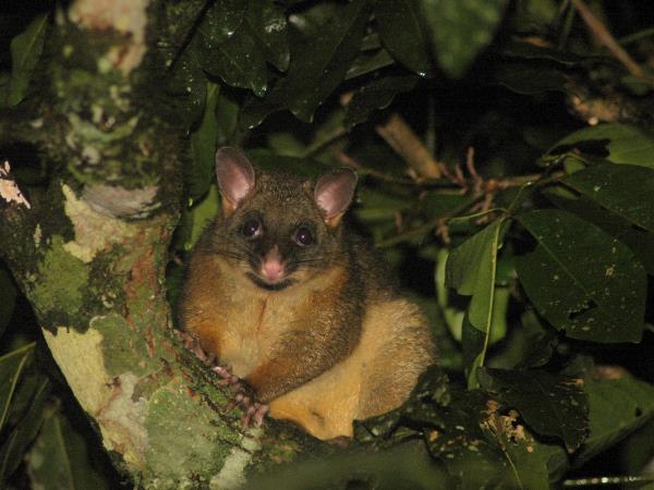 Queensland Rainforests & Great Barrier Reef wildlife holiday