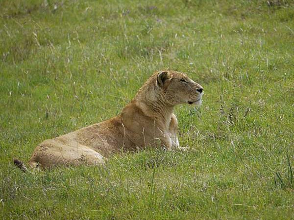Big game safari in Tanzania