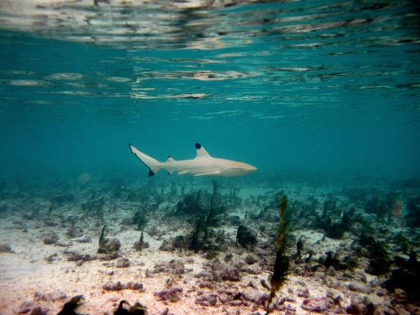 Queensland Rainforests & Great Barrier Reef wildlife holiday