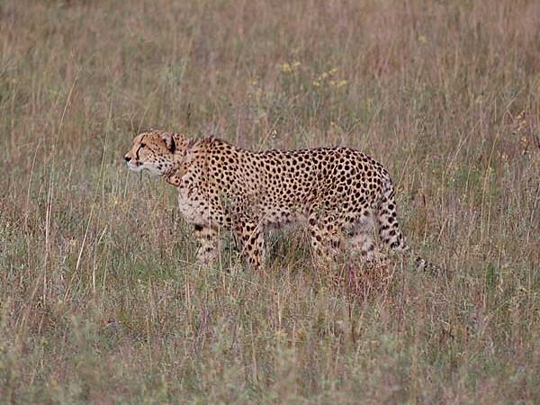 Big game safari in Tanzania