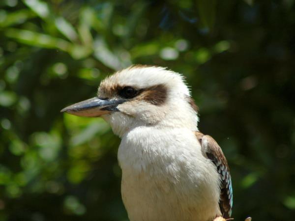 Queensland Rainforests & Great Barrier Reef wildlife holiday