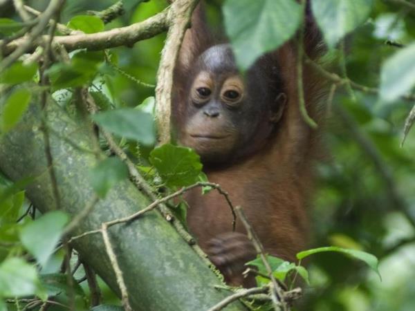 Borneo vacation, culture and wildlife