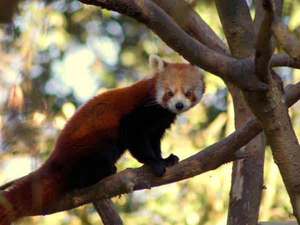Red Panda tracking tour in Nepal