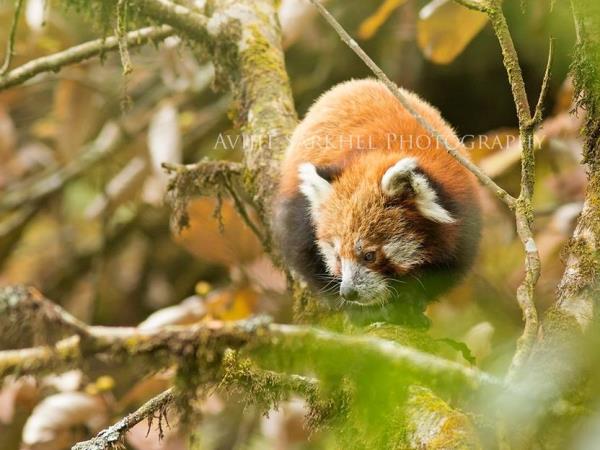 Red Panda tracking tour in Nepal