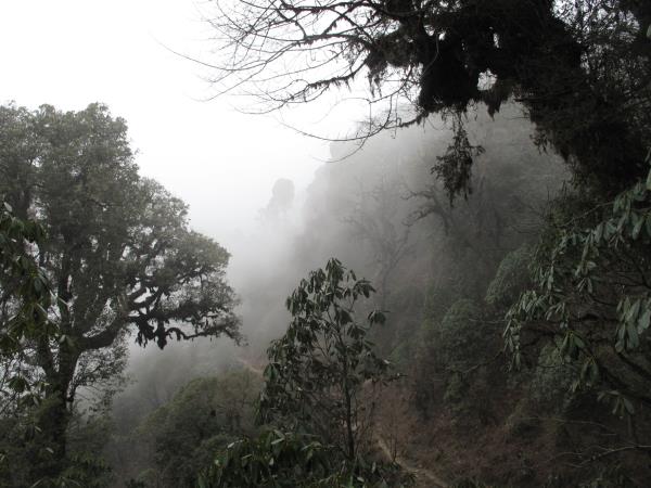 Red Panda tracking tour in Nepal