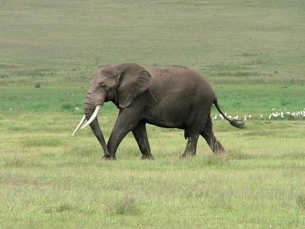 Big game safari in Tanzania
