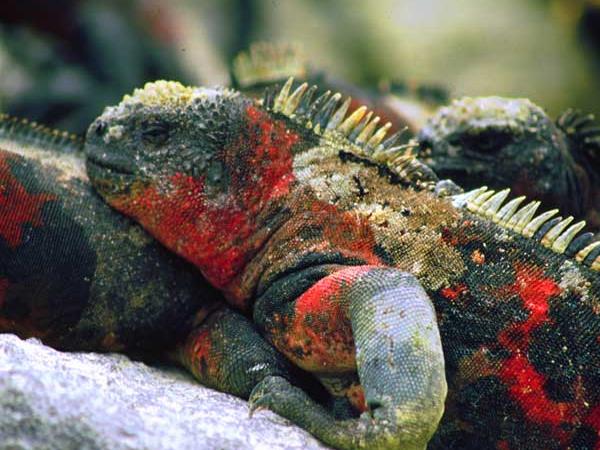 Costa Rica and Galapagos wildlife vacation