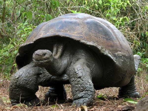Costa Rica and Galapagos wildlife vacation