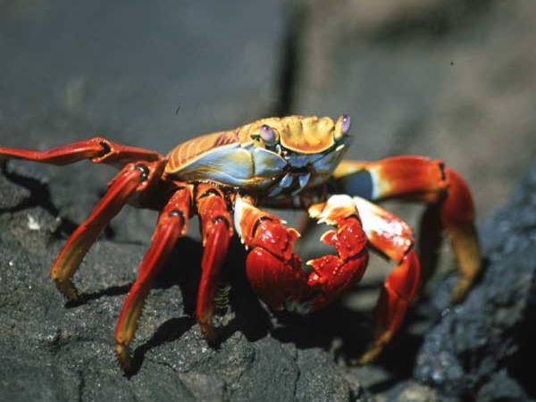 Costa Rica and Galapagos wildlife vacation