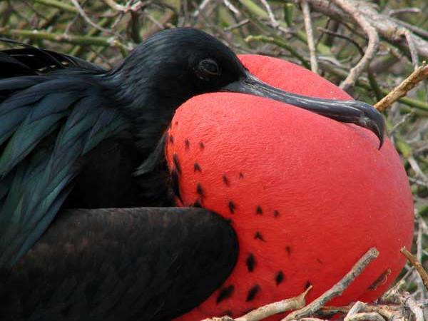 Costa Rica and Galapagos wildlife vacation