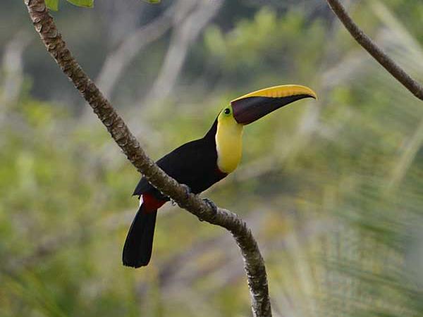 Costa Rica wildlife vacations